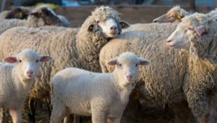 Ana Lucía Arce, incapaz de dar seguridad a su propio pueblo; se roban 70 borregos de rancho en San Isidro #Buensuceso